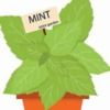 mint_gallery